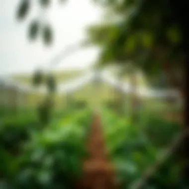 A serene landscape depicting the farm's contribution to local biodiversity